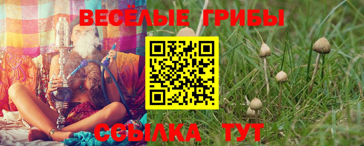 Псилоцибиновые грибы Psilocybine cubensis  Елабуга 